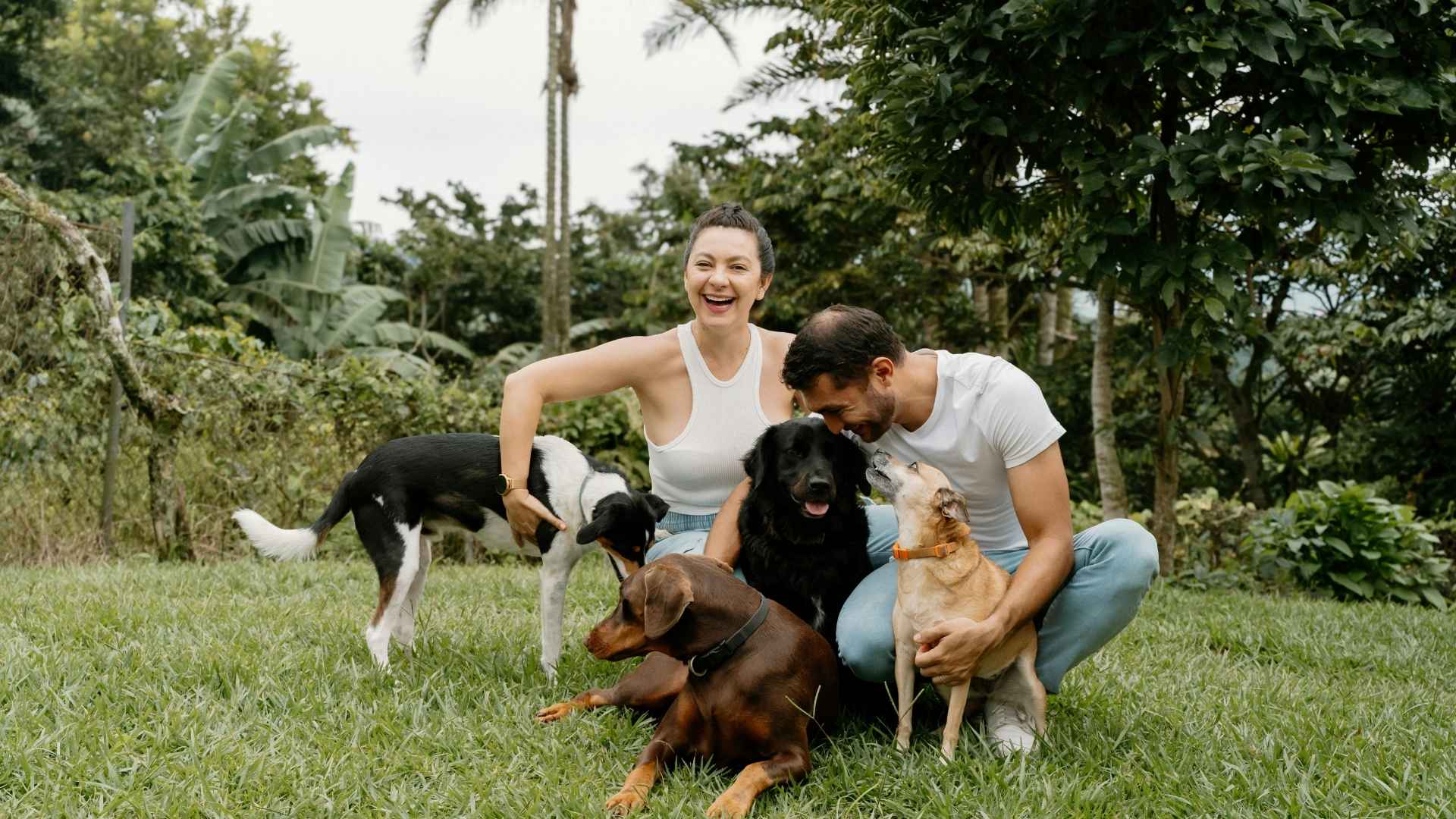 grupete de perros
